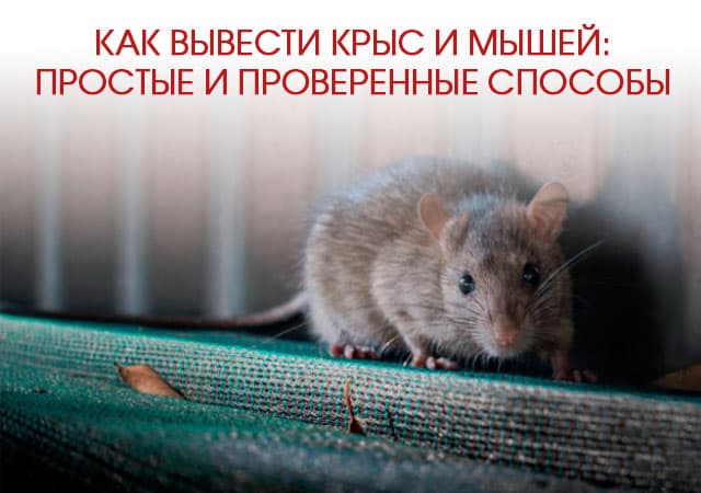 Как вывести крыс и мышей в пос. Лесном: простые и проверенные способы